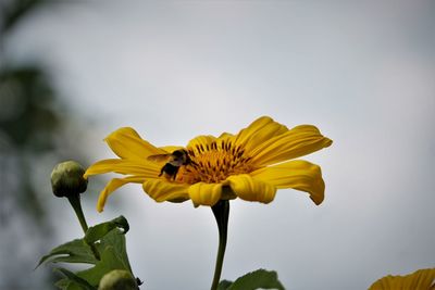 Close-up of yellow flower against sky