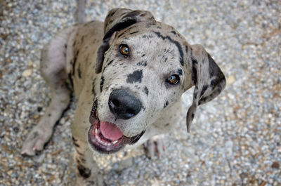 Close-up portrait of a dog