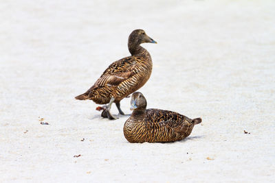 Resting eider duck on the beach of the dune of helgoland