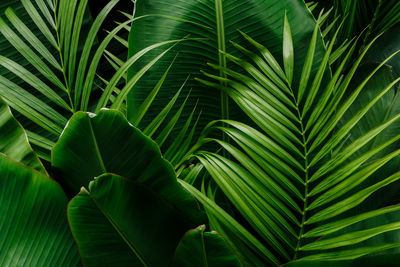 Close-up of palm tree leaves