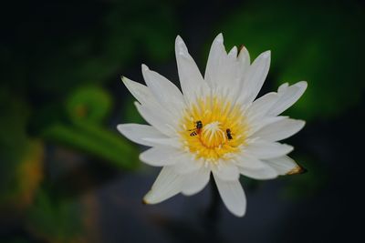 Close-up of white daisy flower