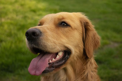 Happy golden retriever portrait