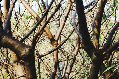 Low angle view of tree in forest