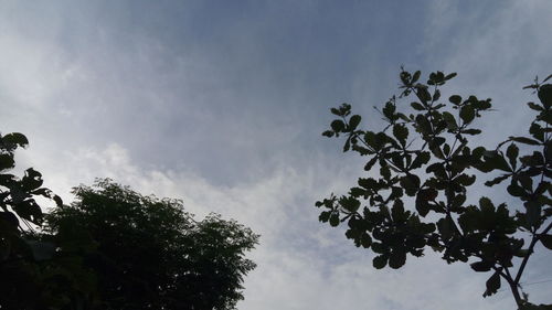 Low angle view of tree against sky