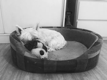 Dog sleeping on hardwood floor