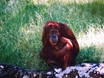 Monkey sitting in a field