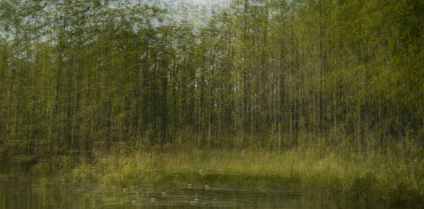 Scenic view of lake in forest