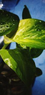 Close-up of wet plant