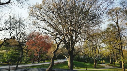 Trees growing in park