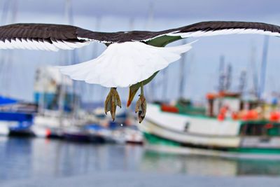 Close up of seagull from behind