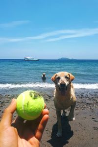 Two dogs playing on the beach in the tropics