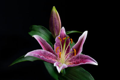 Close-up of pink flower blooming against black background