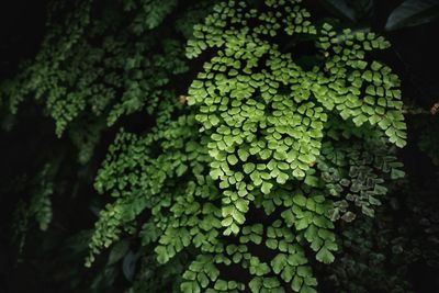 Close-up of plants