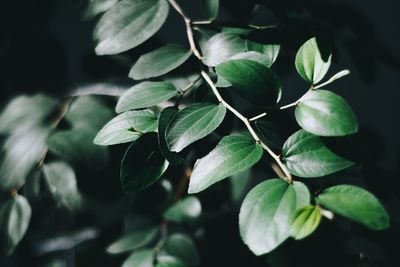 Close-up of green leaves