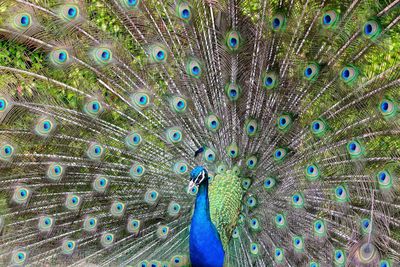 Close-up of peacock