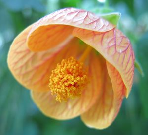 Close-up of orange flower