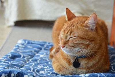 Close-up of a cat resting on bed