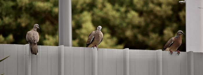 Birds perching on railing