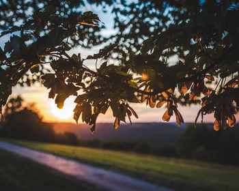 Silhouette tree against sky at sunset