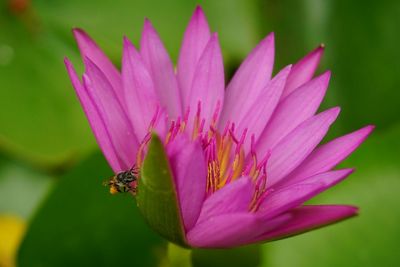 Close-up of insect on pink flower