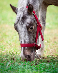 Horse in a field