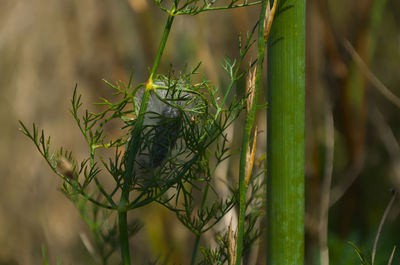Close-up of bird on plant