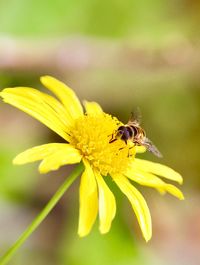 Close-up of bee pollinating on yellow flower