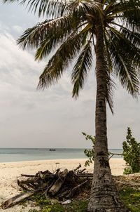 Palm tree by sea against sky