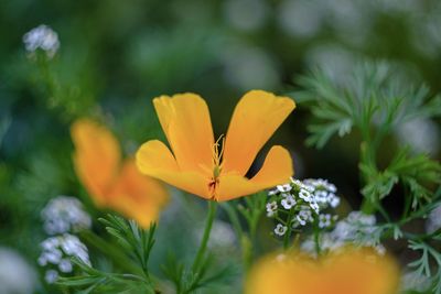 Close-up of yellow flowering plant