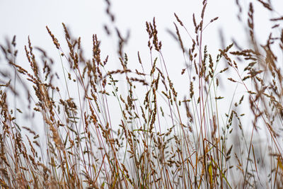 Close-up of stalks in field against sky