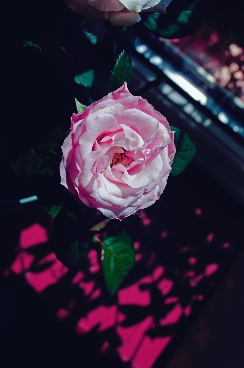 HIGH ANGLE VIEW OF PINK ROSE