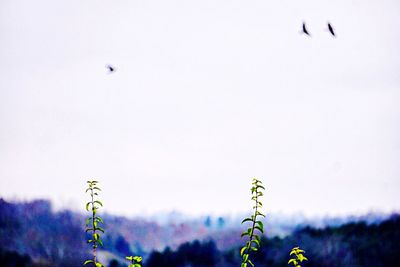 Close-up of plants against sky