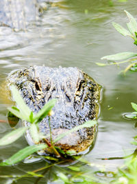 High angle view of crocodile in lake