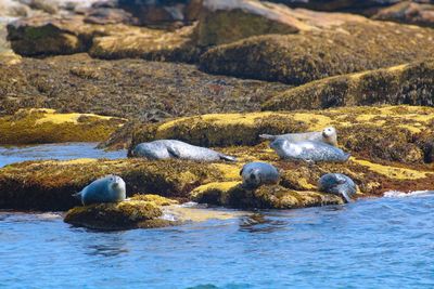 Rocks in sea