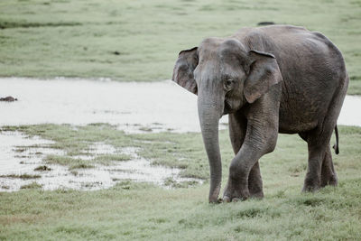Elephant walking on a field