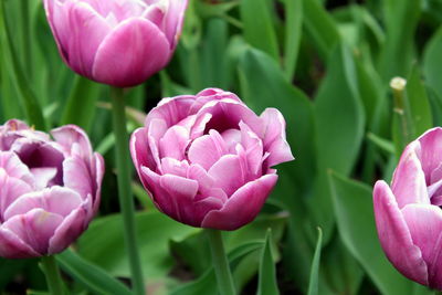 Close-up of pink flowers blooming outdoors