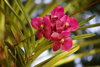 Close-up of flowering plant