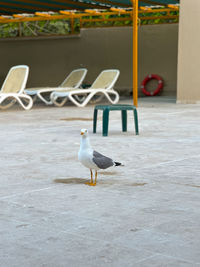 bird