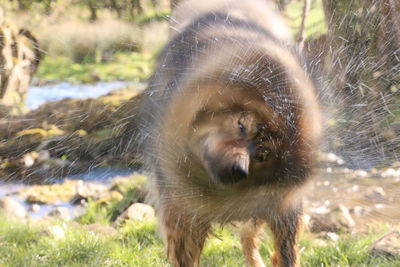 Close-up of dog