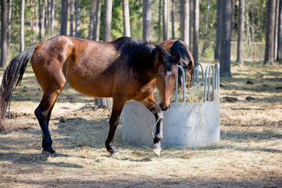 Horse standing by tree