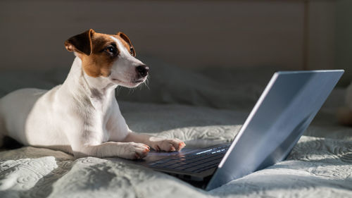 Dog looking at laptop at home