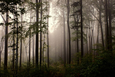 Forest in the mist