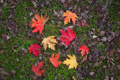 High angle view of maple leaves on plant