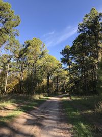 Empty road along trees in forest