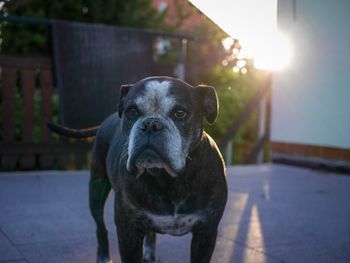 Portrait of dog standing outdoors