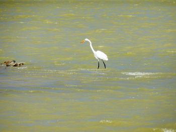 View of birds on beach