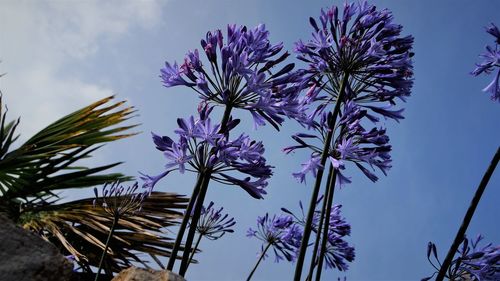 Low angle view of purple flowering plants against sky