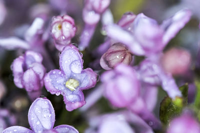 Close-up of water drops on purple flowering plant, lilac, rain drops , after rain, spring flower