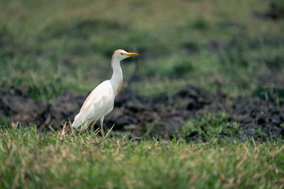 Gray heron on field