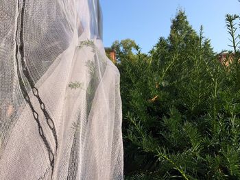 Plants growing on field